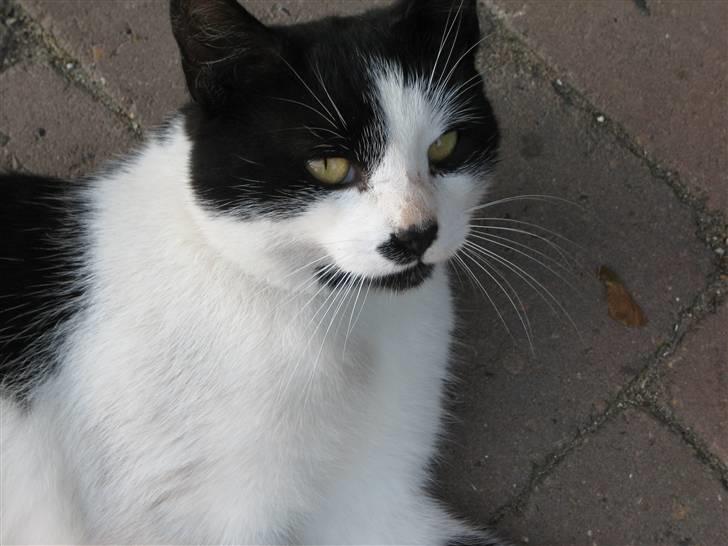 Huskat Frække billede 3