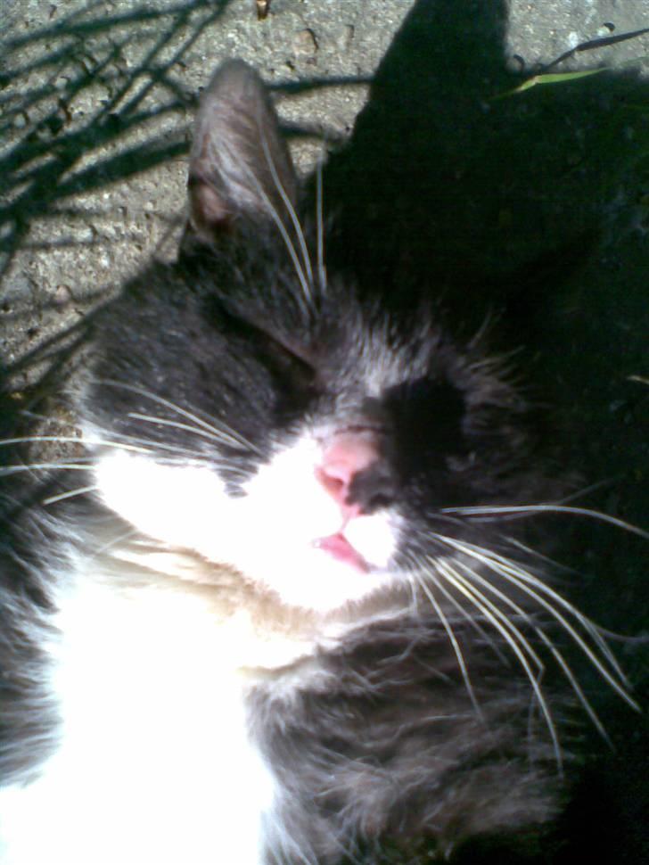 Blanding af racer Bølle R.I.P min skat - dejlig sol billede 11