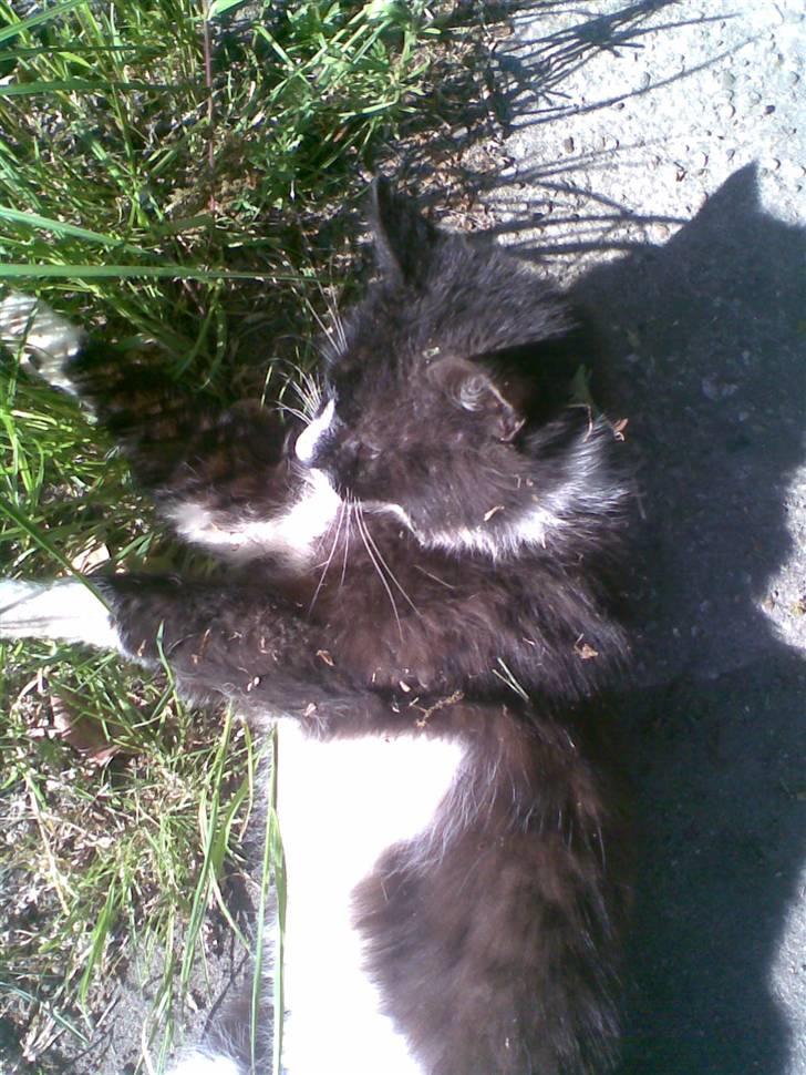 Blanding af racer Bølle R.I.P min skat - skønt arg billede 12