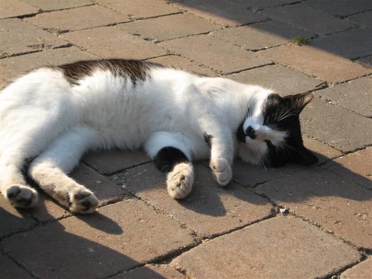 Huskat Frække billede 4