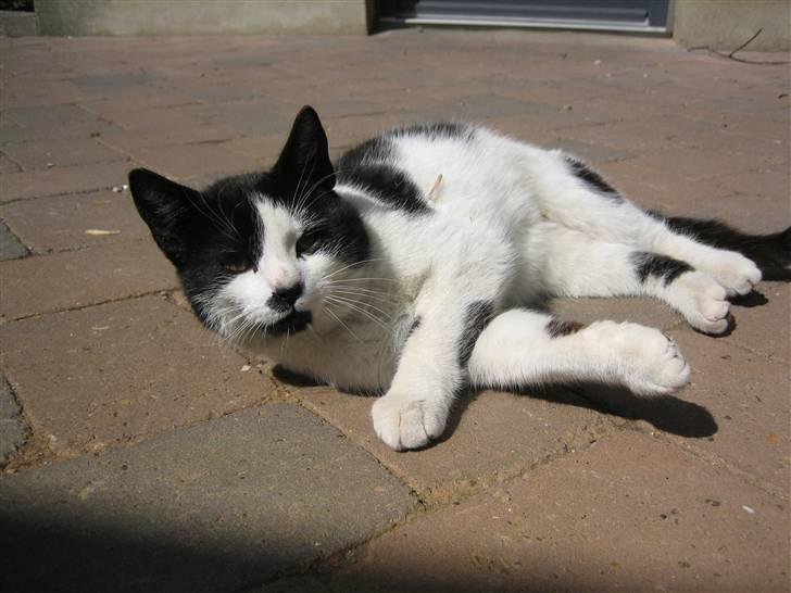 Huskat Frække billede 5