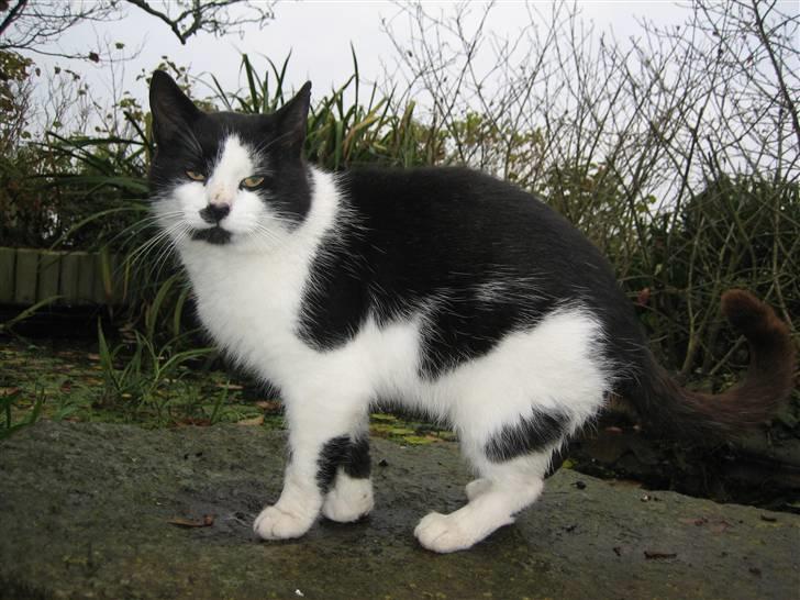 Huskat Frække billede 6