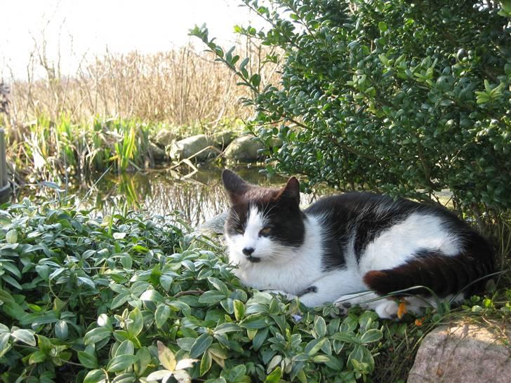 Huskat Frække billede 7