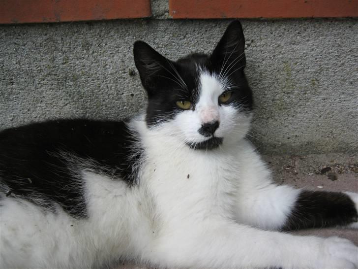 Huskat Frække billede 8