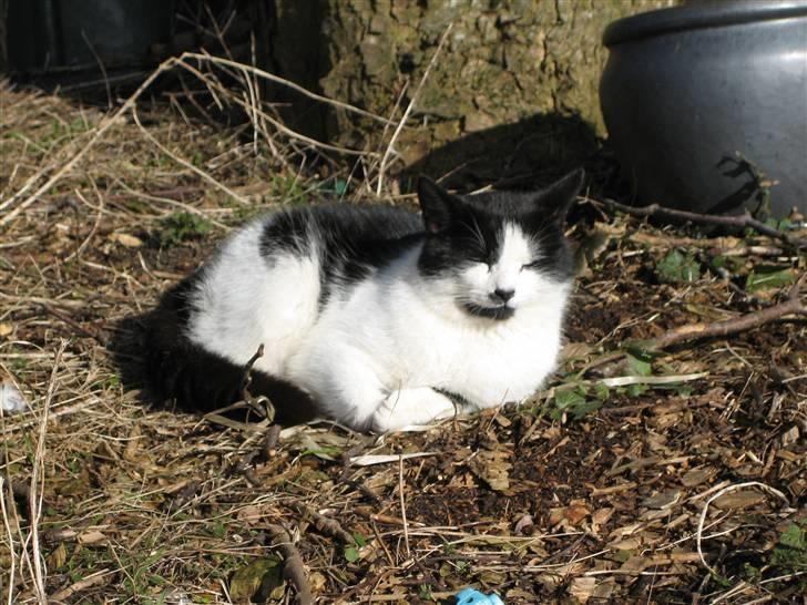 Huskat Frække billede 9