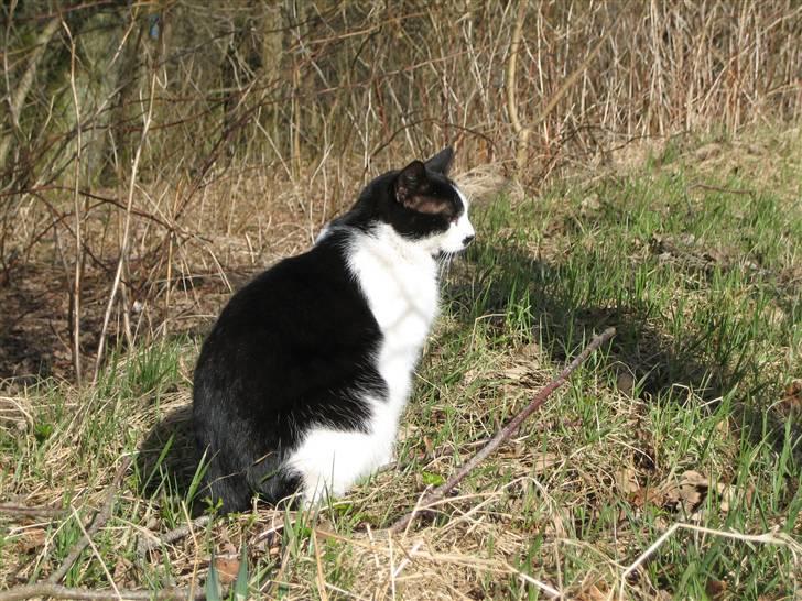 Huskat Frække billede 10