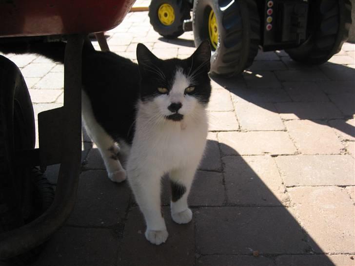 Huskat Frække billede 11