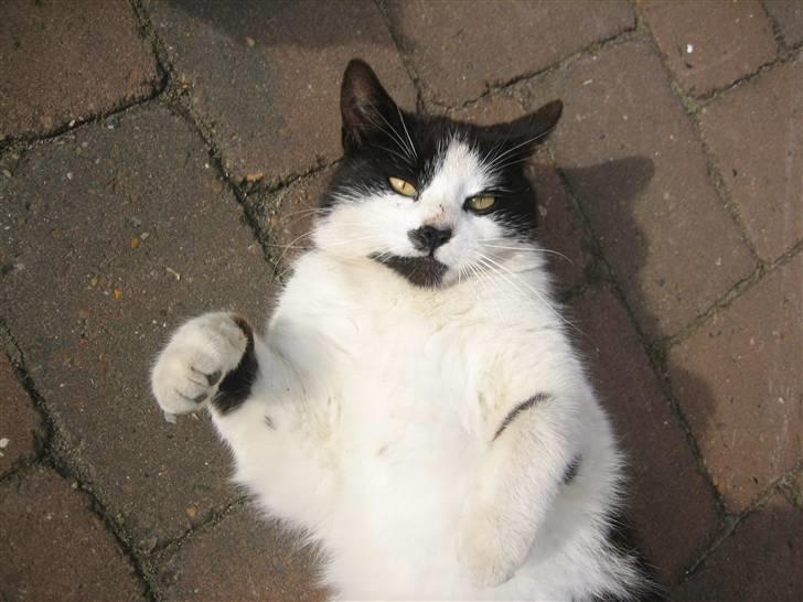 Huskat Frække billede 12