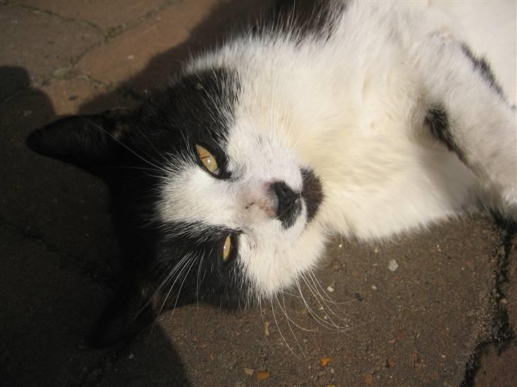 Huskat Frække billede 13