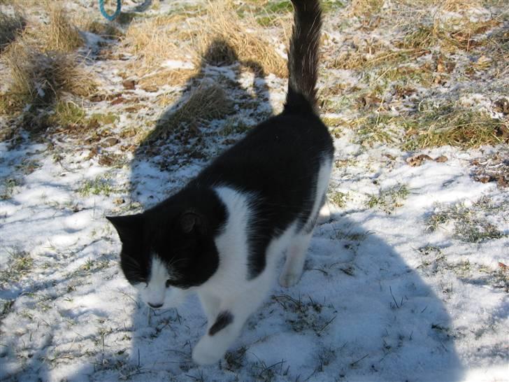 Huskat Frække billede 14