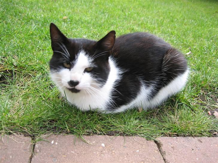 Huskat Frække billede 15