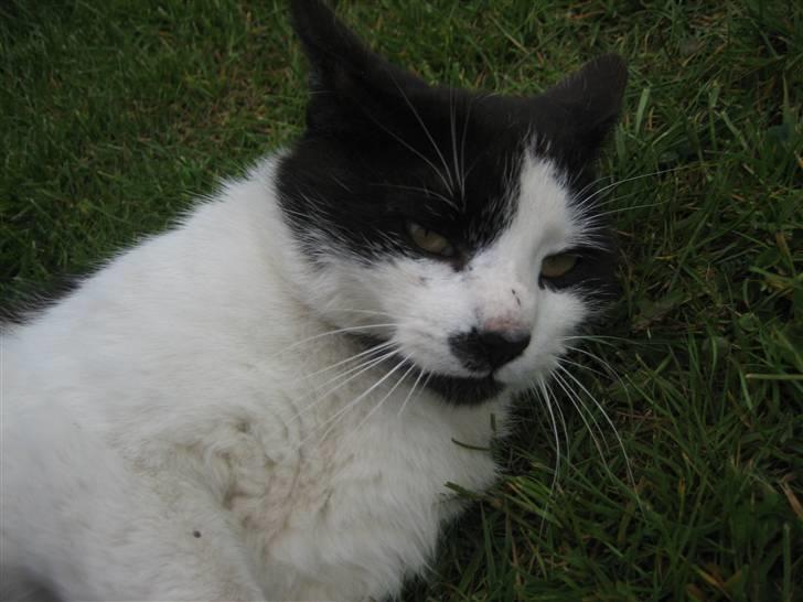 Huskat Frække billede 16