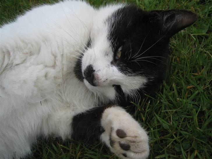 Huskat Frække billede 17