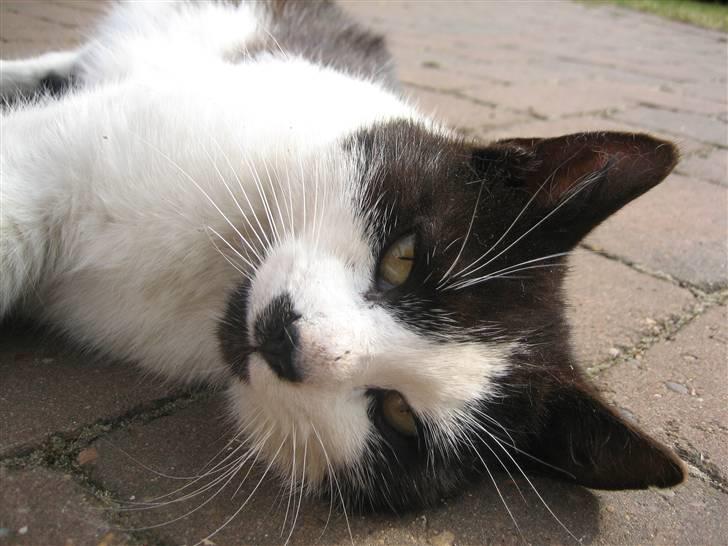 Huskat Frække billede 18