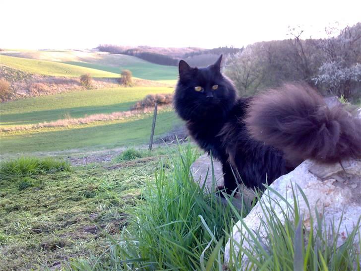 Blanding af racer Mille - 8-9 mdr. gl. Mille billede 17