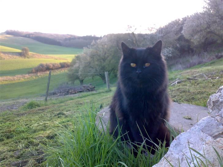 Blanding af racer Mille - Mille i haven 8-9 mdr. gl. billede 18