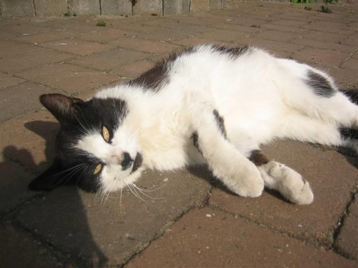 Huskat Frække billede 19