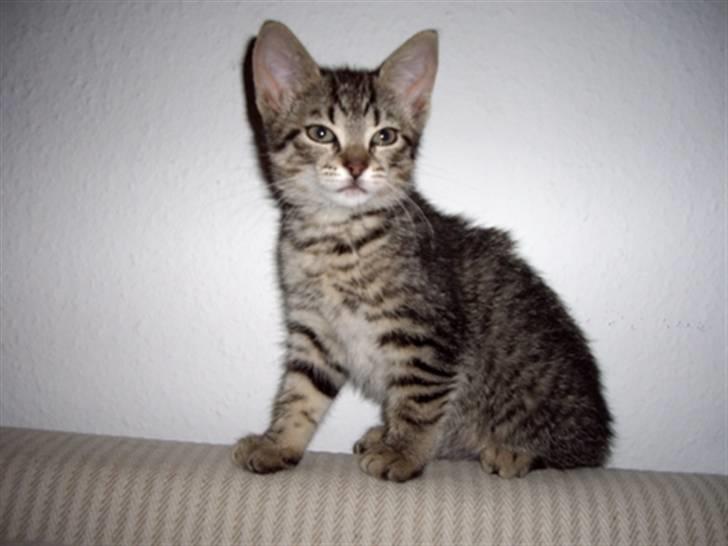 Huskat Soffie billede 1