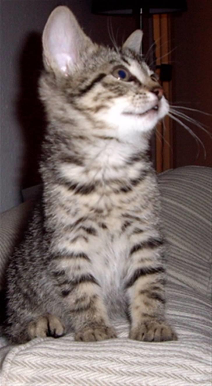 Huskat Soffie - Soffie 9 uger billede 2