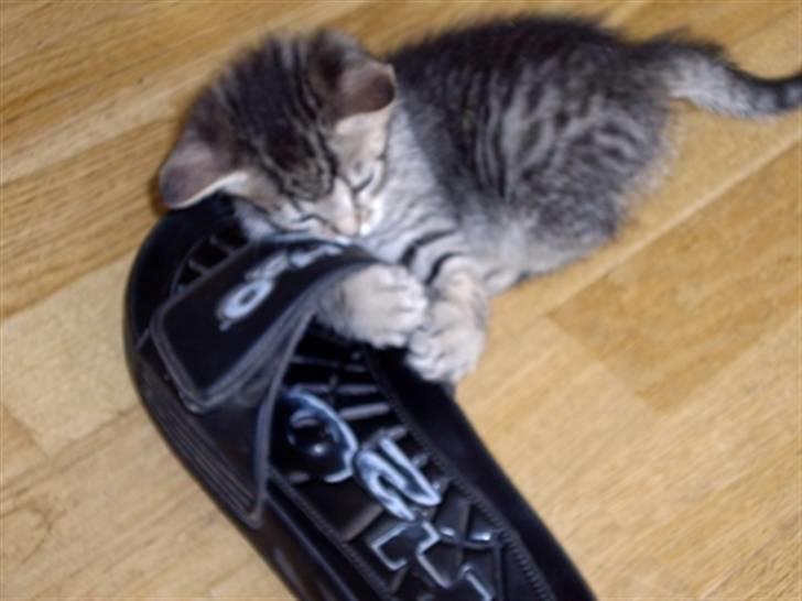 Huskat Soffie billede 3