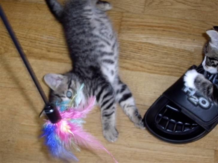 Huskat Soffie billede 4