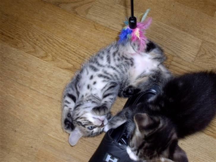 Huskat Soffie - se hendes flotte aftegn på maven billede 5