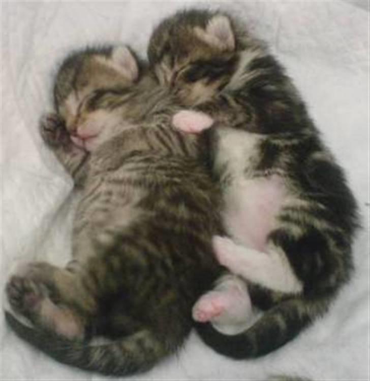 Huskat Max - Bror og søster ligge og krammer i søvne:)  billede 8