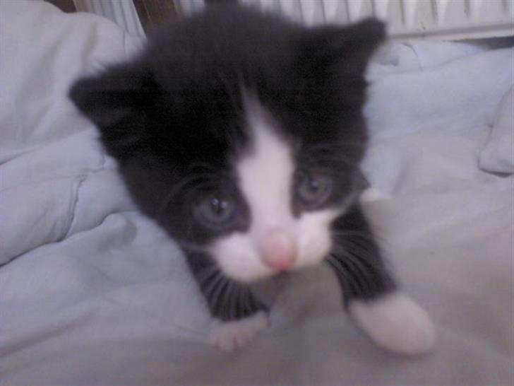 Blanding af racer Slacker billede 6