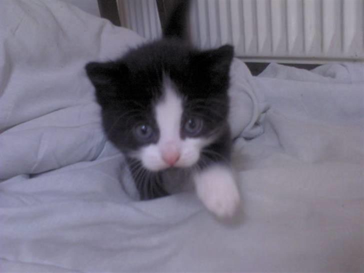 Blanding af racer Slacker billede 7