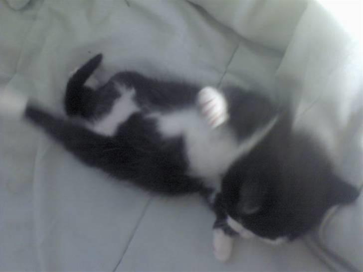 Blanding af racer Slacker billede 8