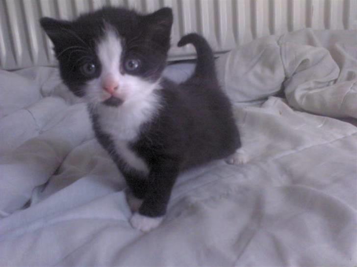 Blanding af racer Slacker billede 9