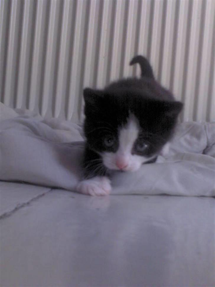 Blanding af racer Slacker billede 10