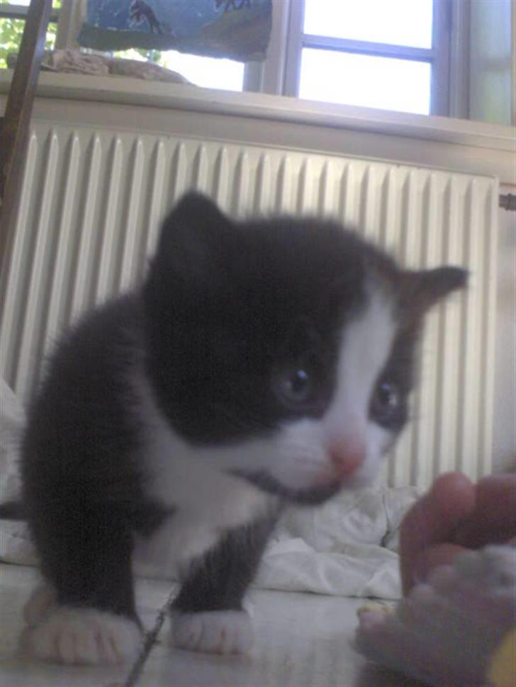 Blanding af racer Slacker billede 11