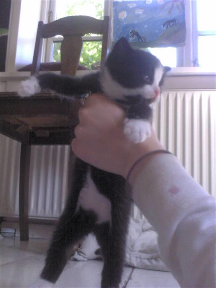 Blanding af racer Slacker billede 12