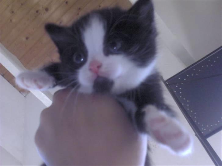 Blanding af racer Slacker billede 13