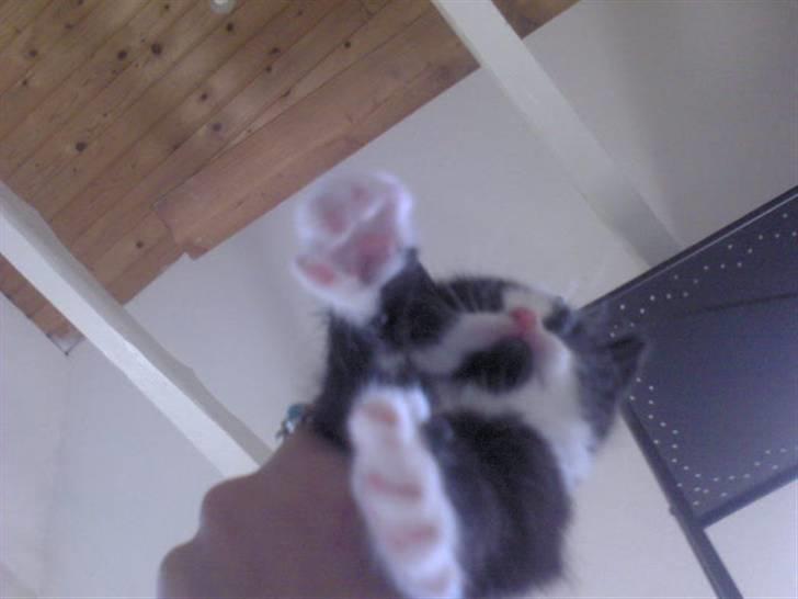 Blanding af racer Slacker billede 14