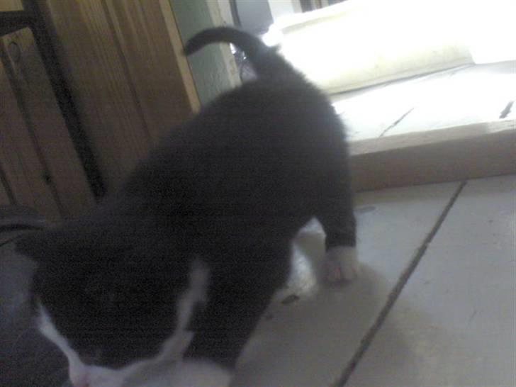 Blanding af racer Slacker billede 15