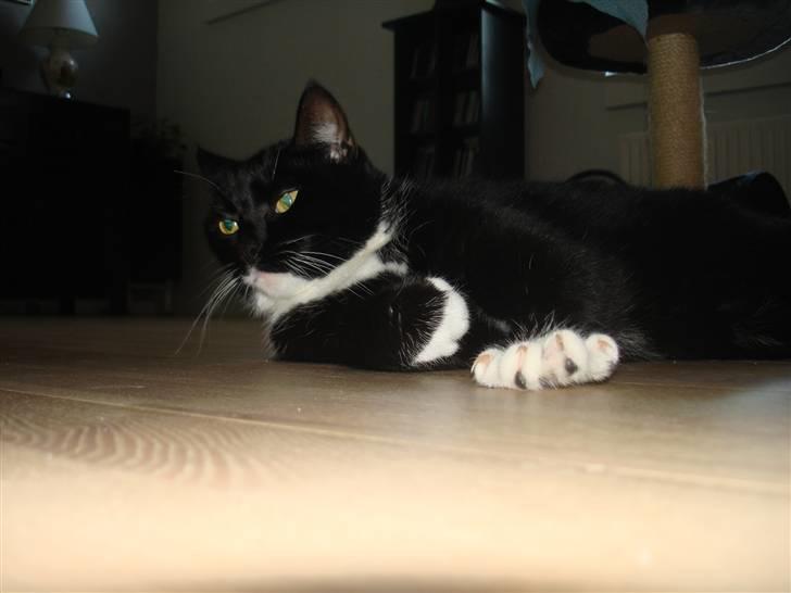 Huskat *Perle*^* Med to piger*^* billede 15