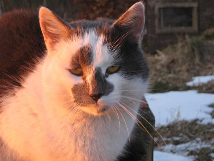 Huskat Basse billede 1