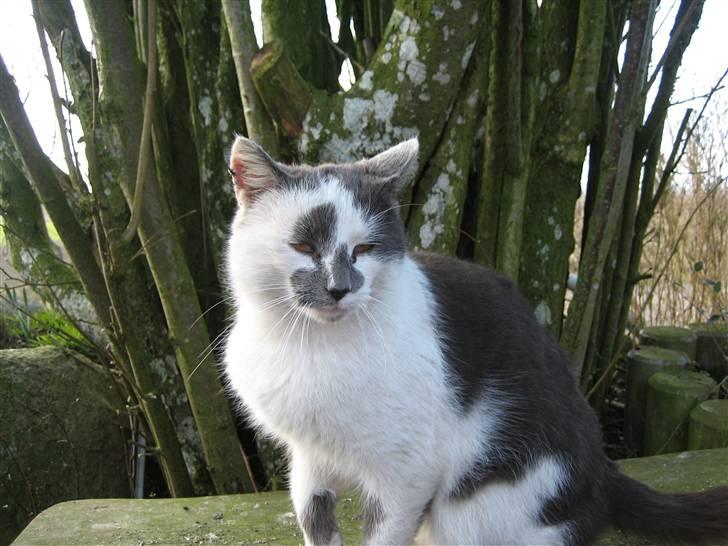 Huskat Basse billede 2