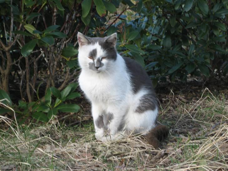 Huskat Basse billede 3