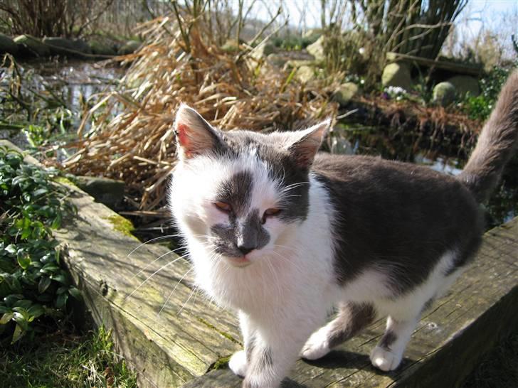 Huskat Basse billede 4