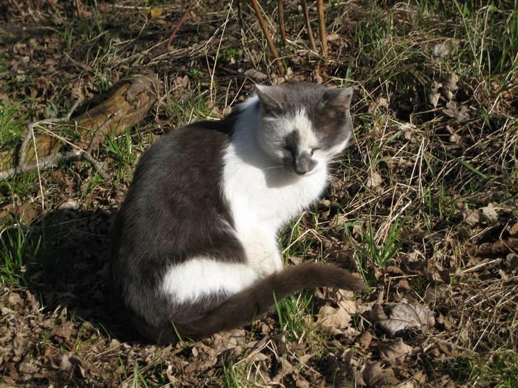 Huskat Basse billede 5