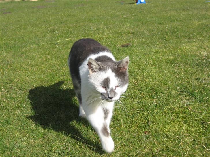 Huskat Basse billede 6