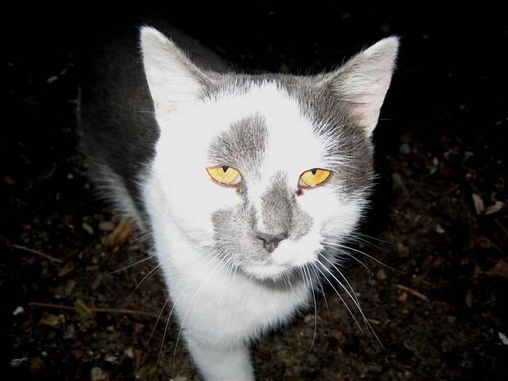 Huskat Basse billede 7