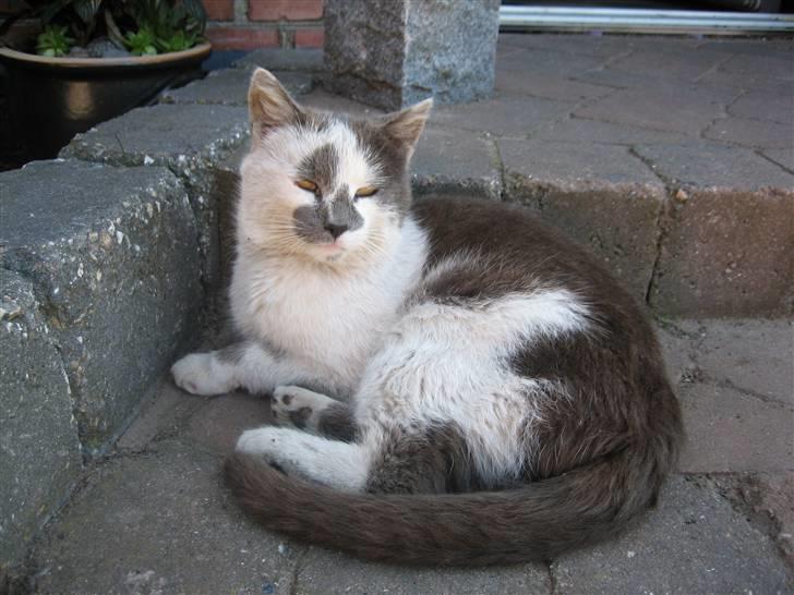 Huskat Basse billede 8