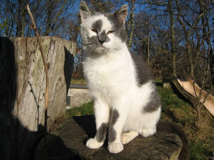 Huskat Basse billede 9