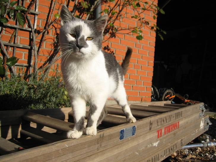 Huskat Basse billede 10