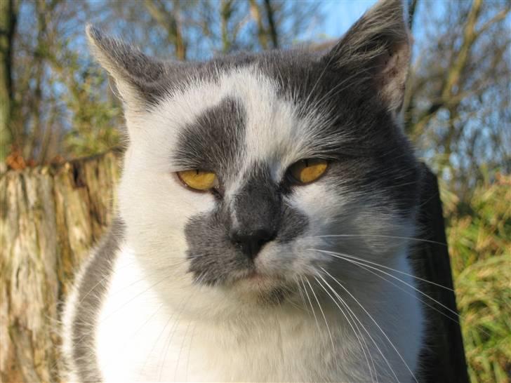 Huskat Basse billede 11