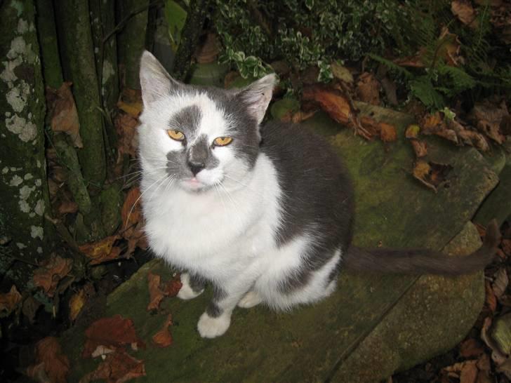 Huskat Basse billede 12